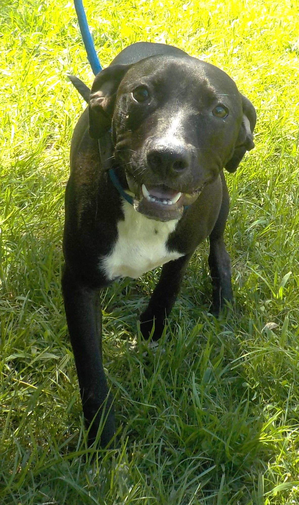Kayla - American Pit Bull Terrier