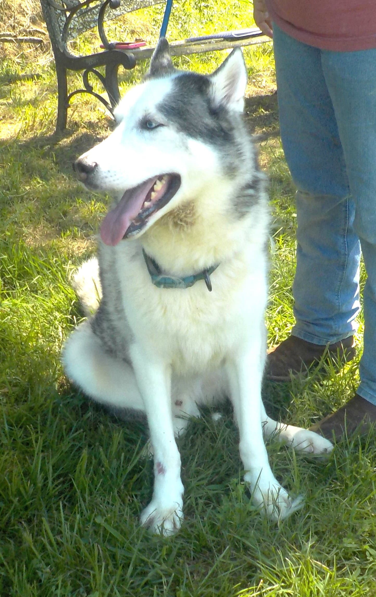 Titan - Siberian Husky