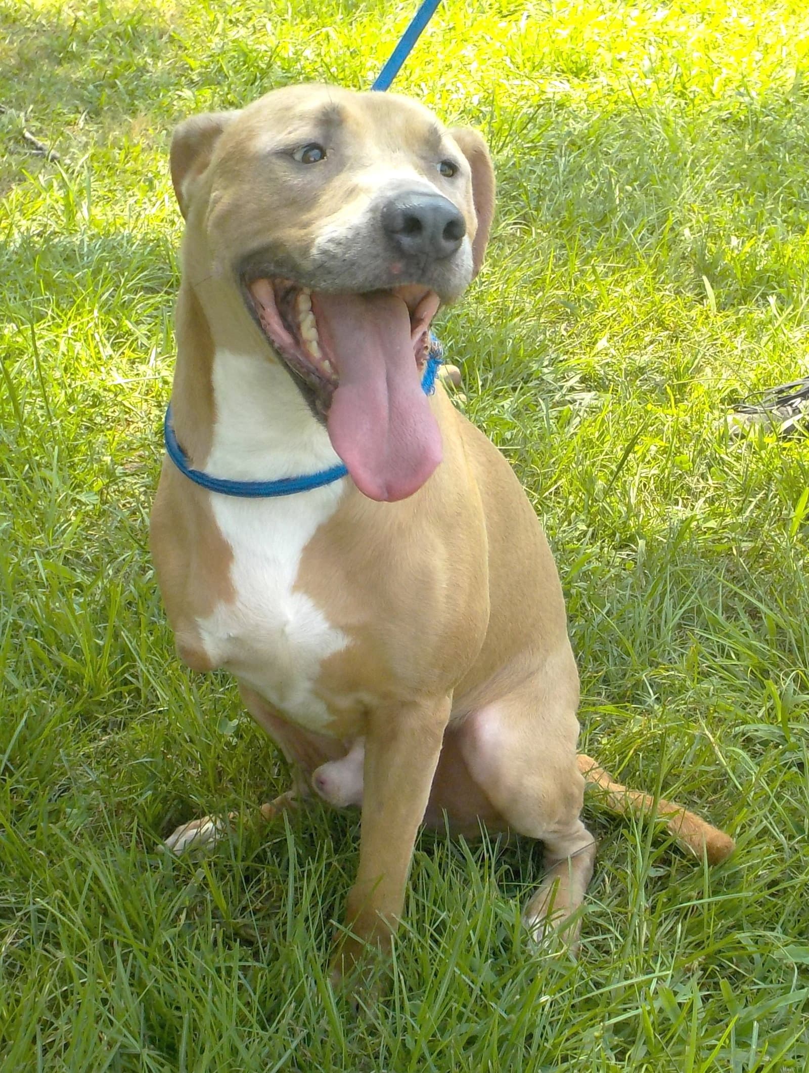 Skip - American Pit Bull Terrier