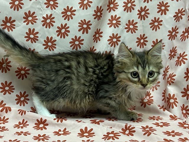 Maybelline - Domestic Medium Hair