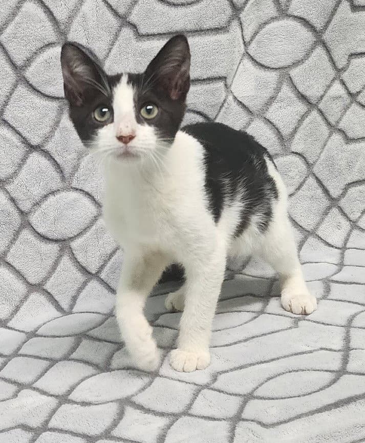 Rosie - Domestic Short Hair