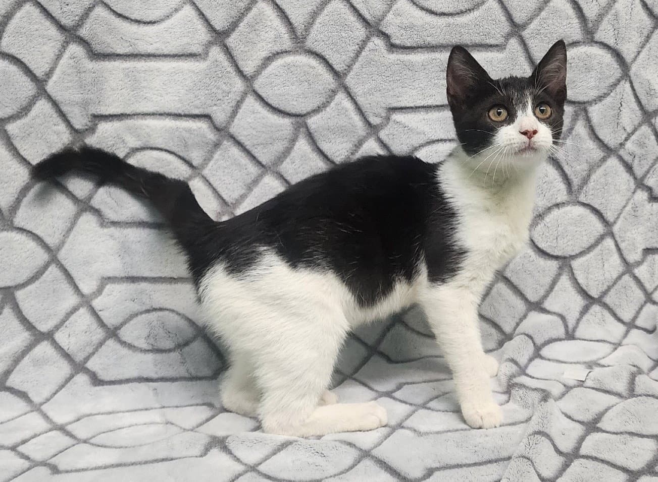 Kate - Domestic Short Hair