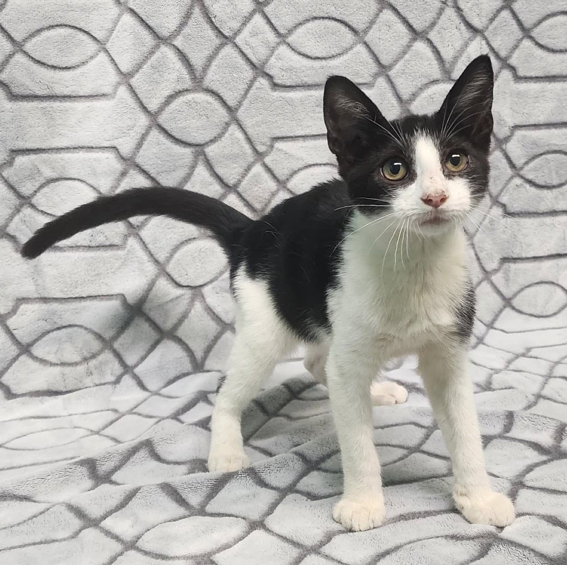 Doug - Domestic Short Hair