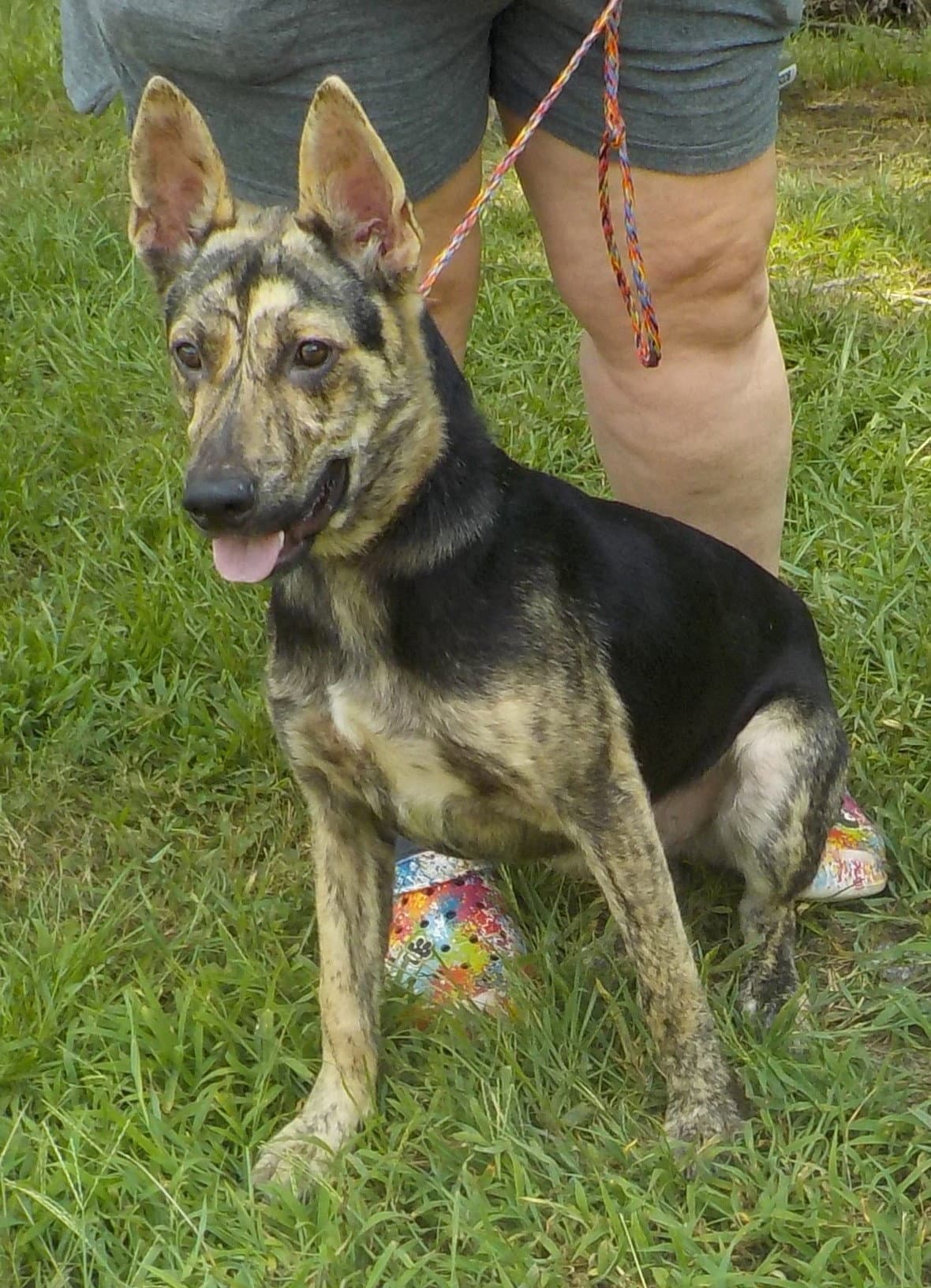 Jet - Shepherd