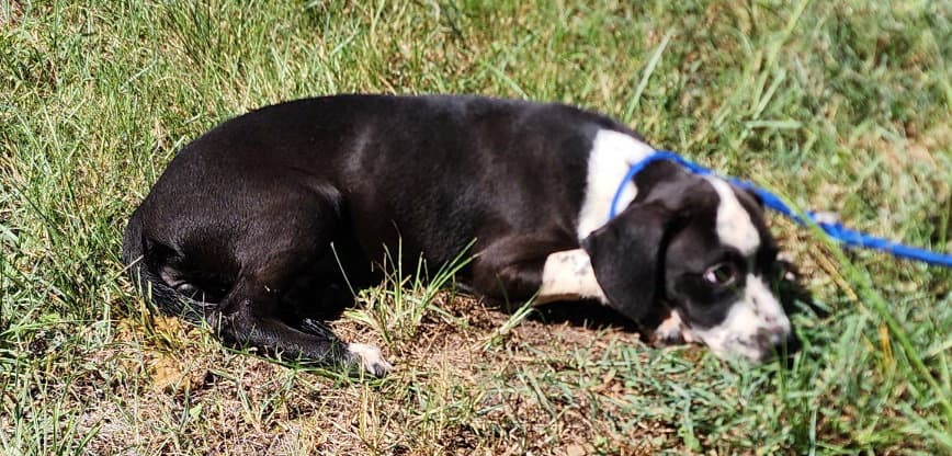 Bre - Hound