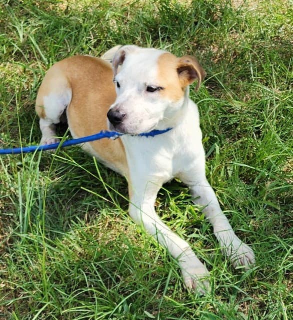 Piper - American Pit Bull Terrier