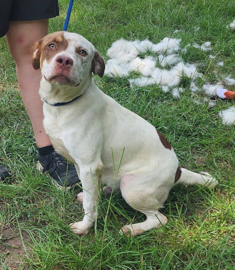 Sid Vicious - American Pit Bull Terrier