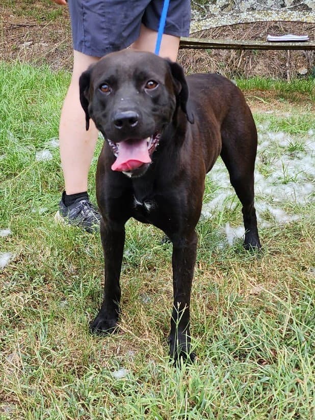 Duffy - Chocolate Labrador Retriever