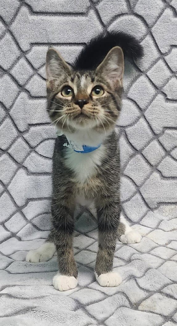 Pixel - Domestic Short Hair