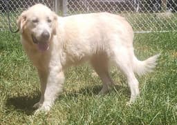 Gracie image 1