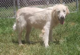 Gracie image 2