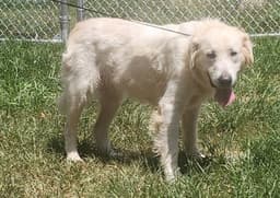 Gracie image 3