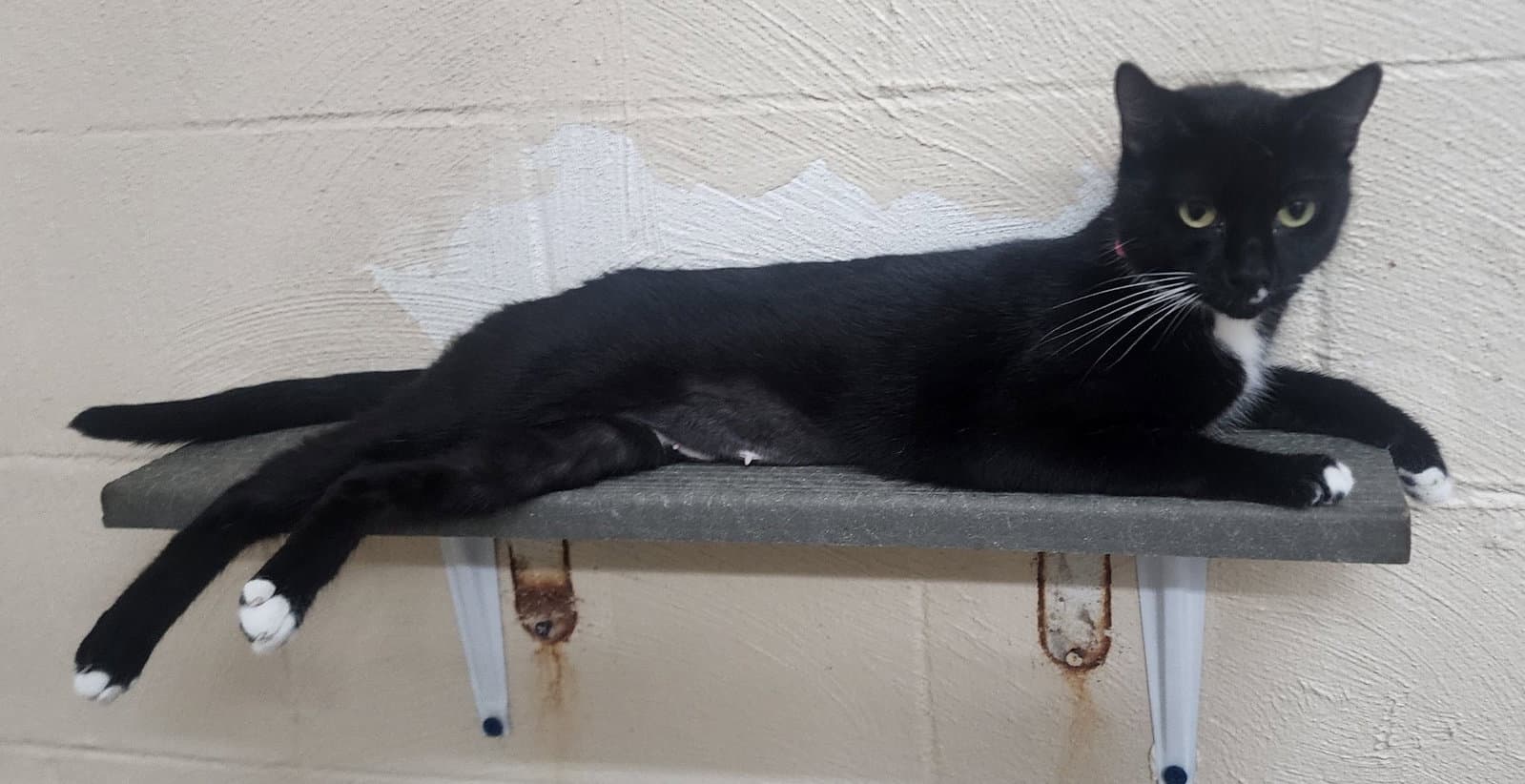 Luna - Domestic Short Hair