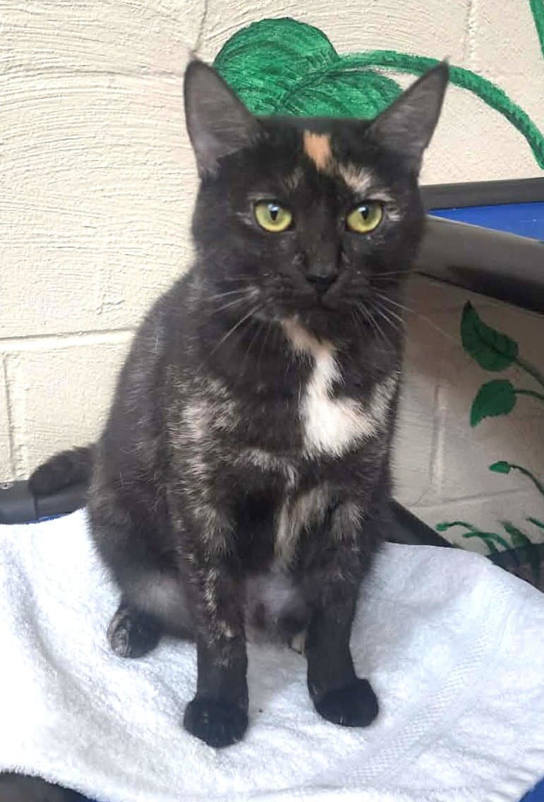 Belinda - Domestic Short Hair