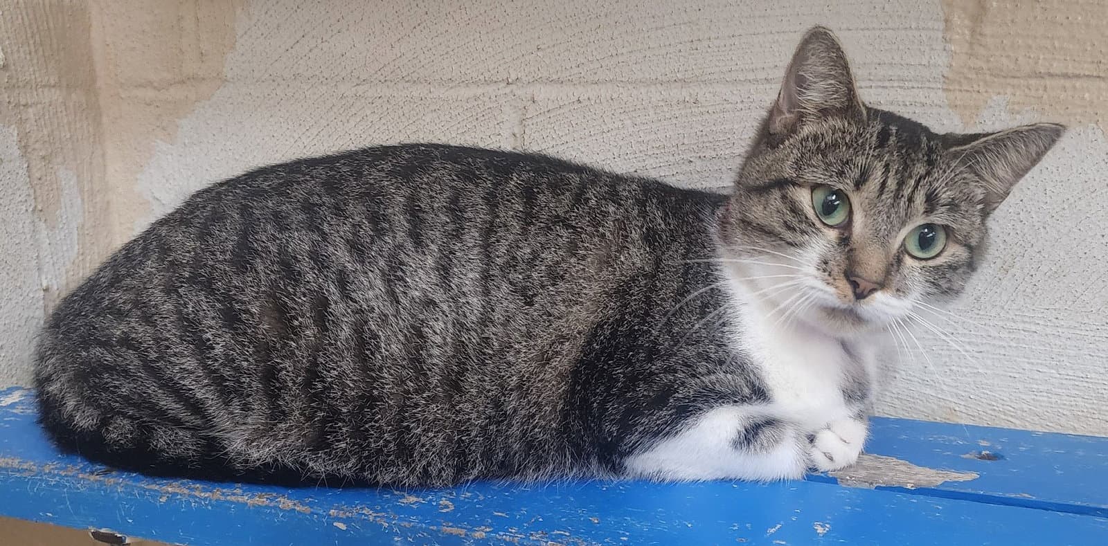 Dolores - Domestic Short Hair
