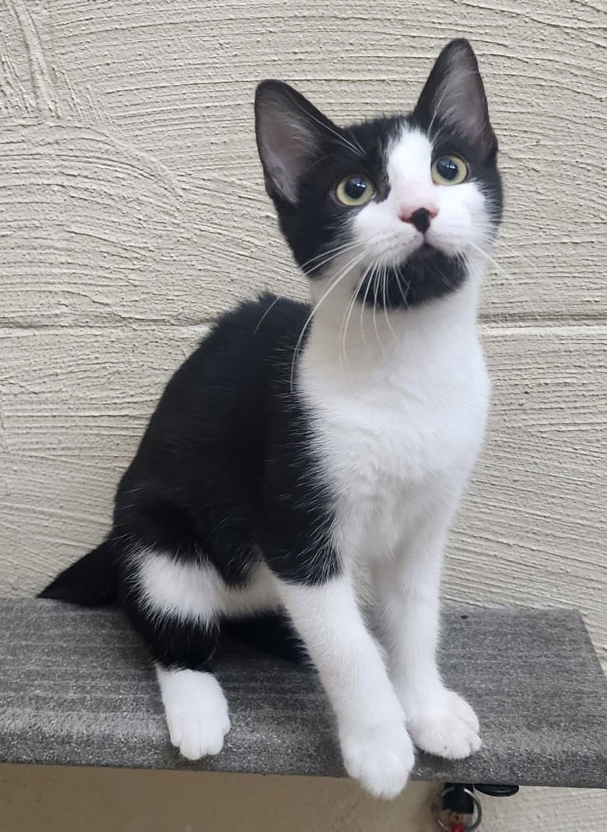 Zelda - Domestic Short Hair