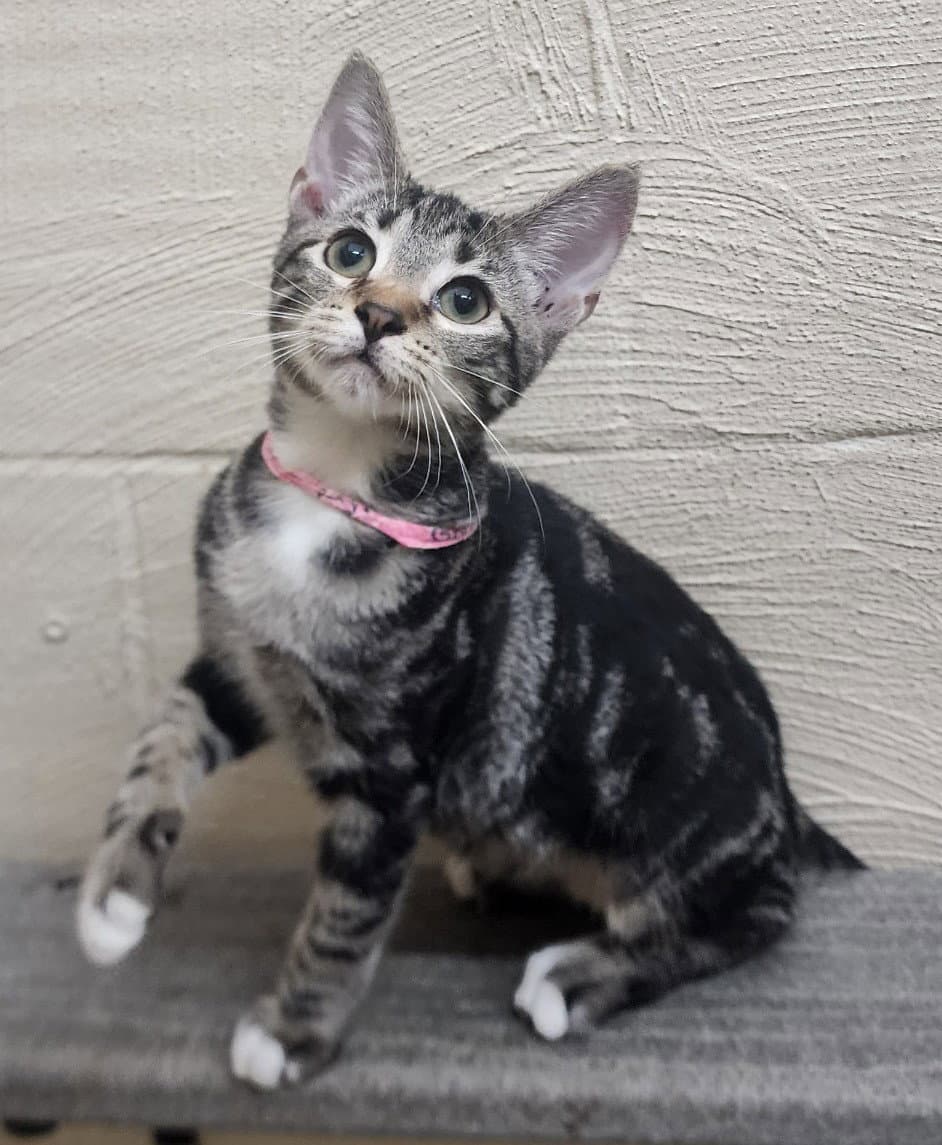 Yuji - Domestic Short Hair