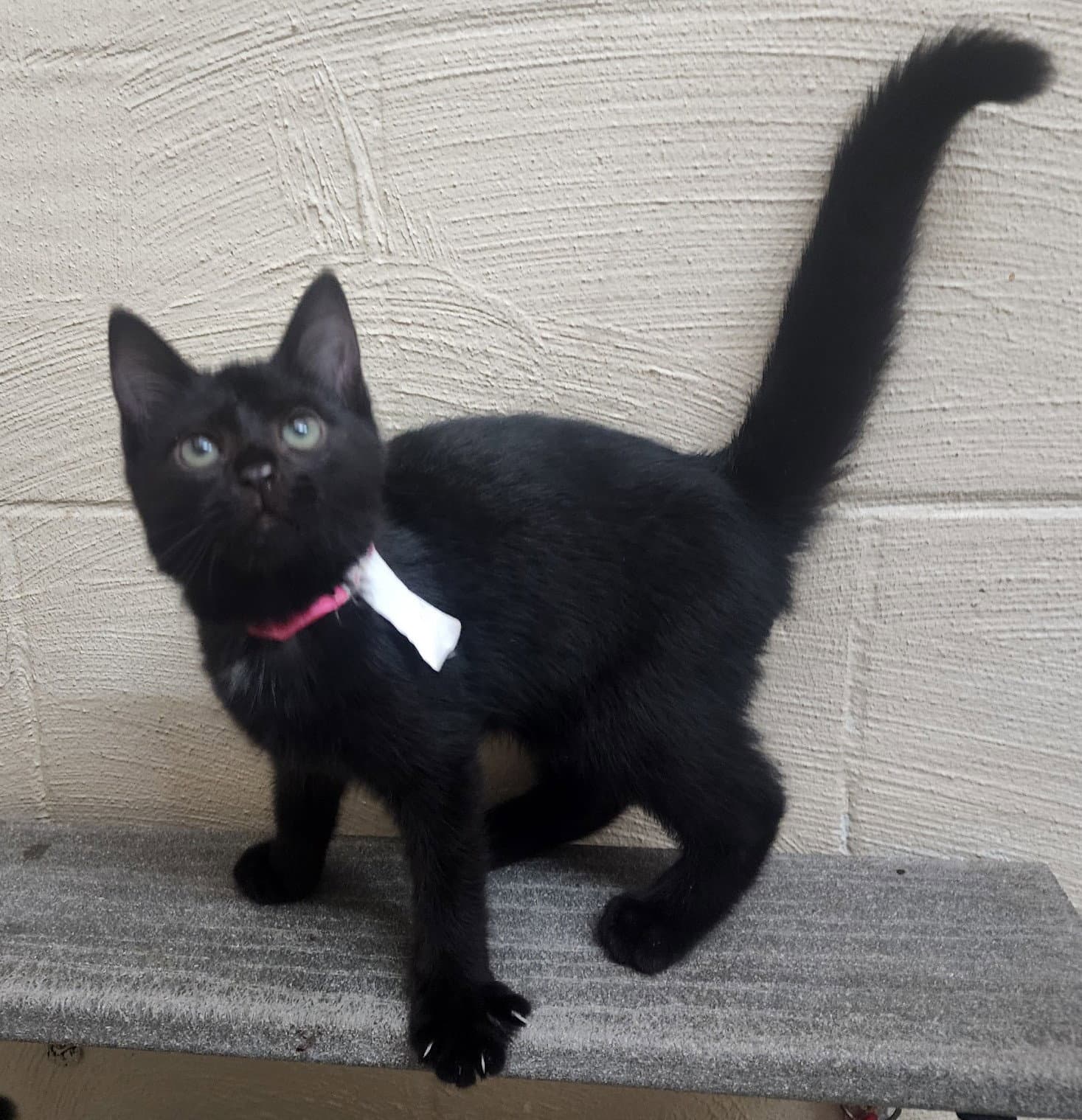 Irene - Domestic Short Hair