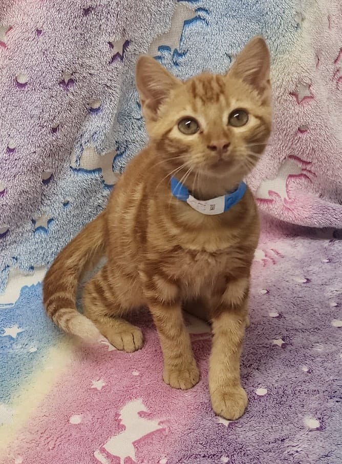 Hank - Domestic Short Hair