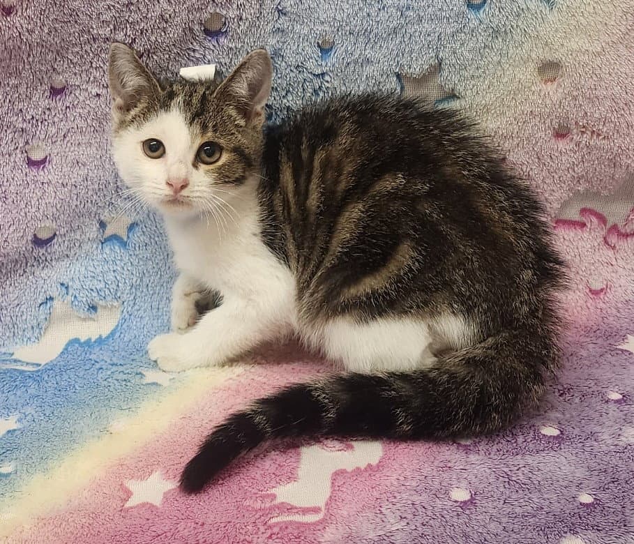 Douglas - Domestic Short Hair