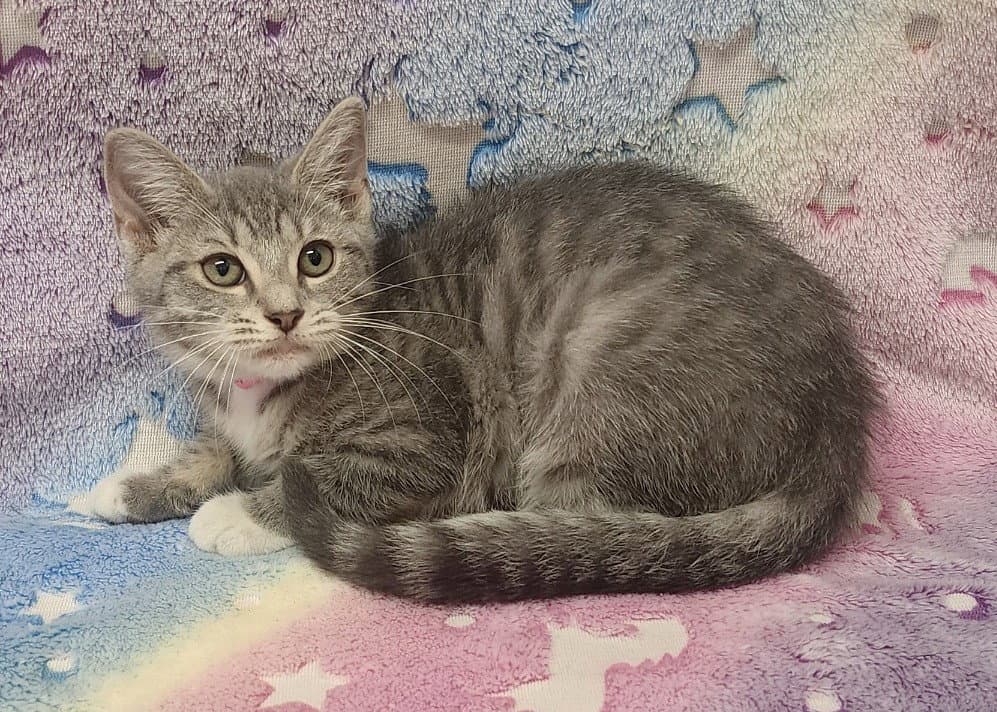 Cora - Domestic Short Hair
