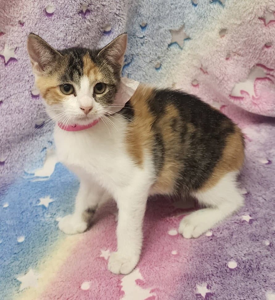 Debra - Domestic Short Hair