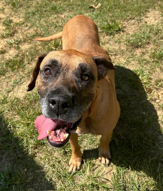 Dakota - Boxer