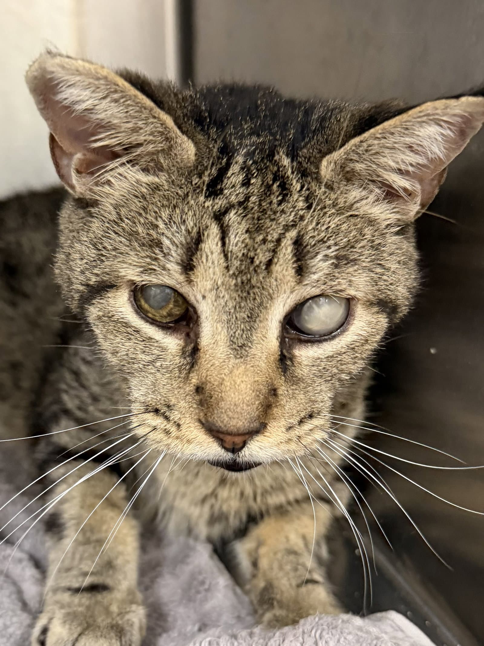Stevie Wonder - Domestic Short Hair