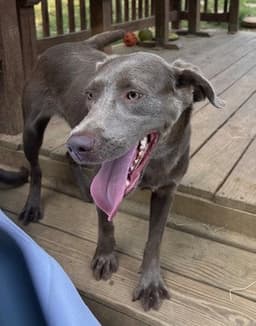 Molly image 4