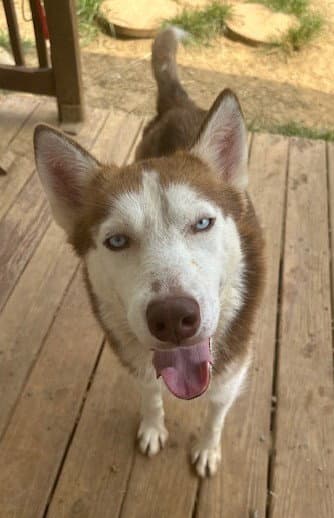 Heather - Siberian Husky