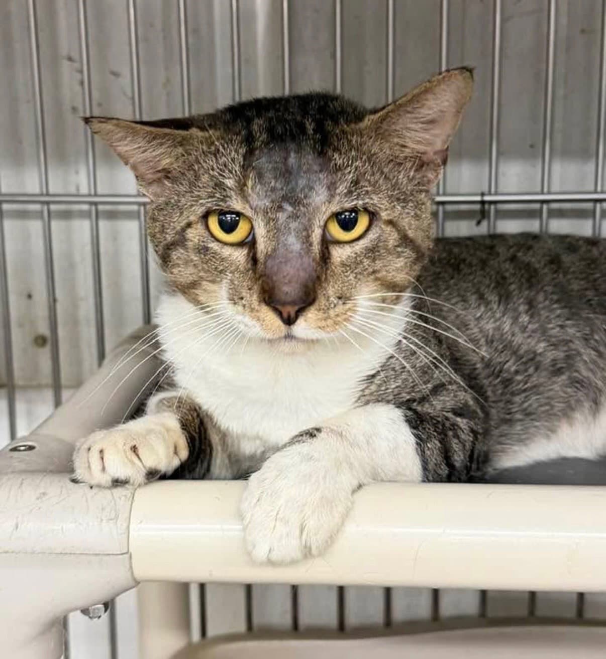 O'malley - Domestic Short Hair