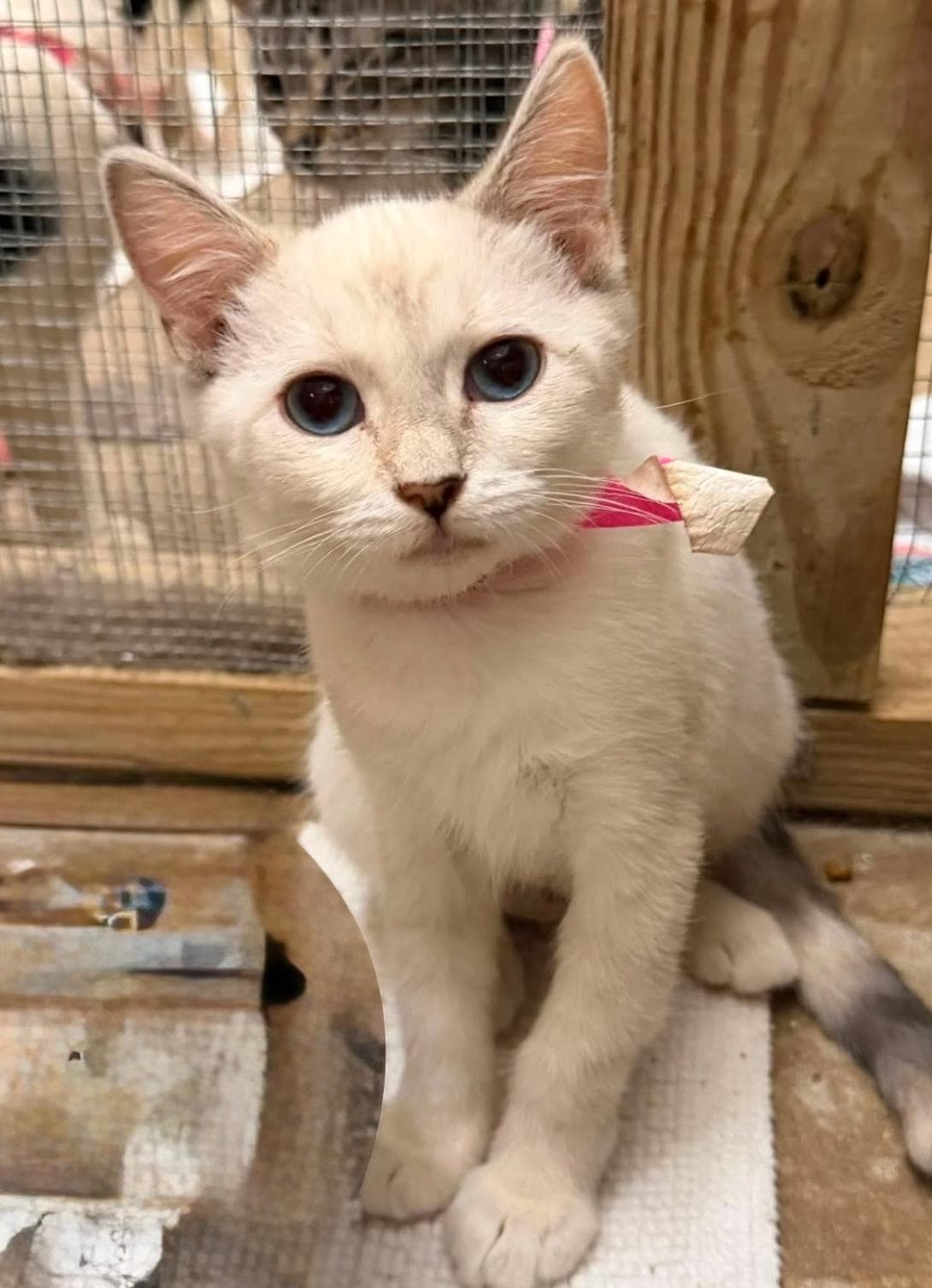 Twyla - Domestic Short Hair