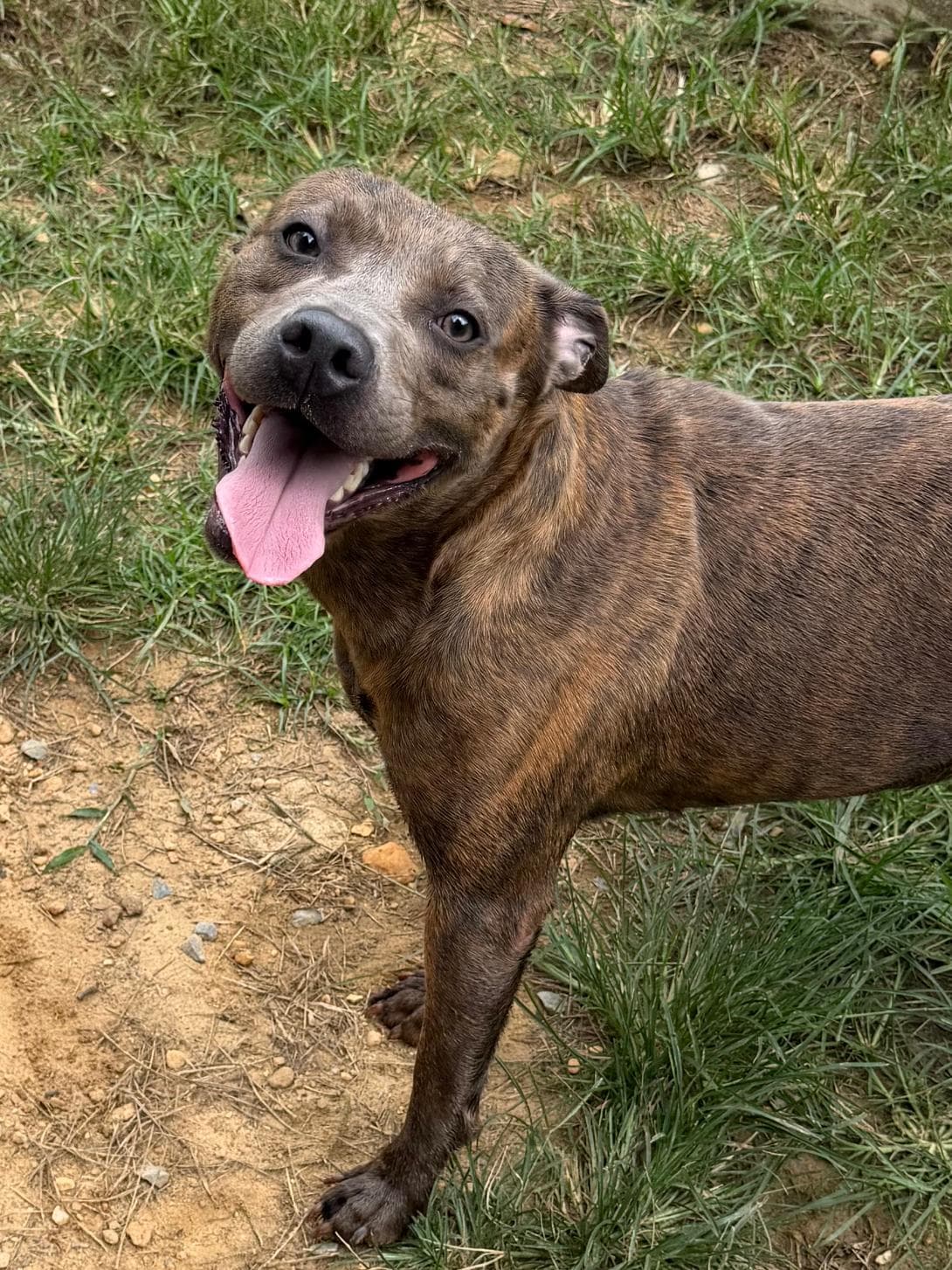 Adrian - American Pit Bull Terrier