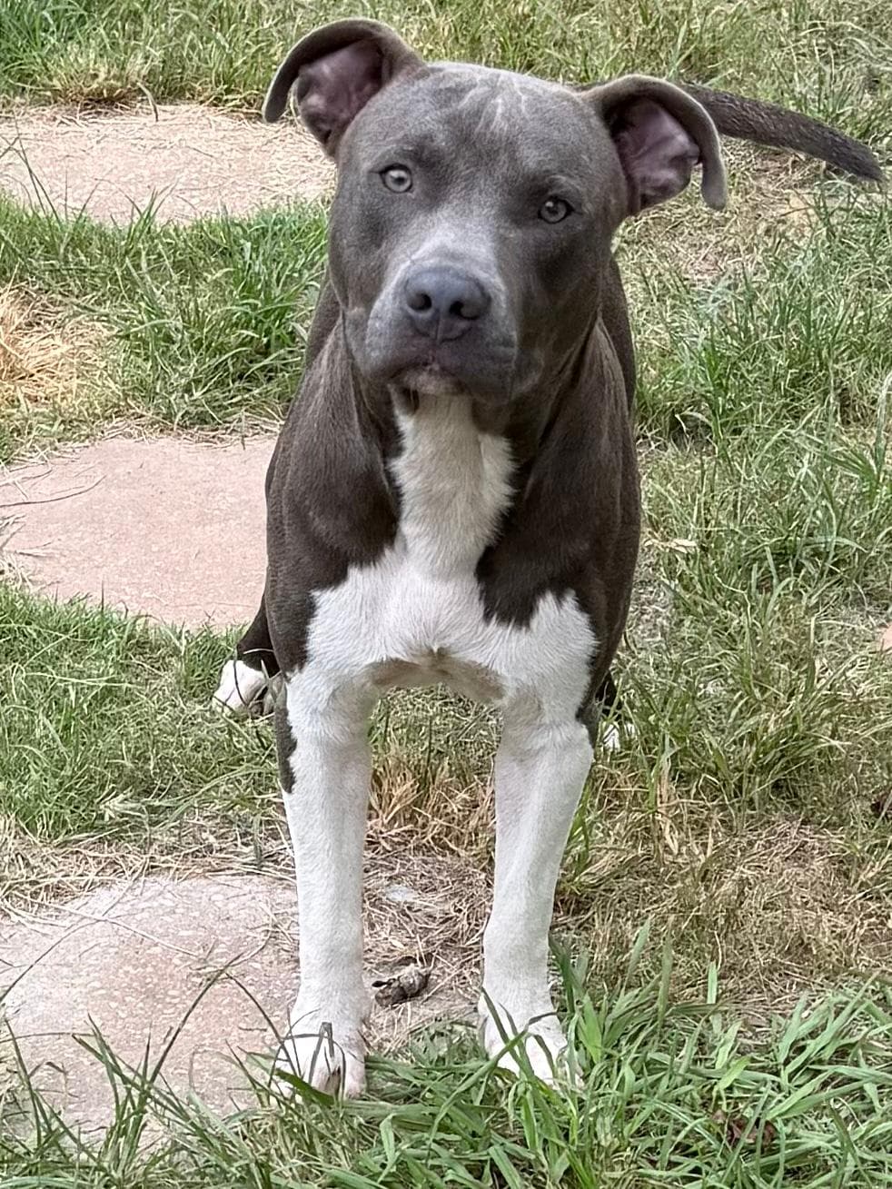 Lifeguard - American Pit Bull Terrier