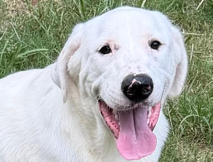 Bob - Labrador Retriever