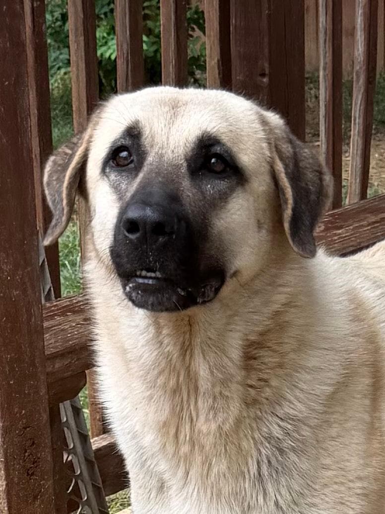 Luna - Anatolian Shepherd