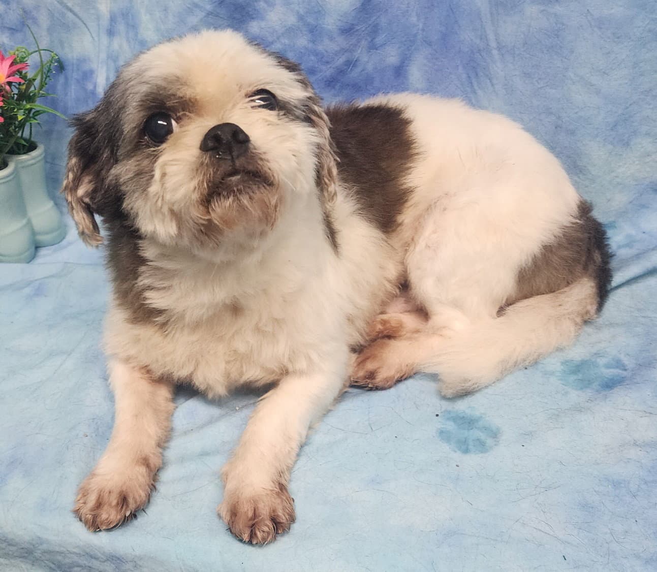 Toby - Shih Tzu