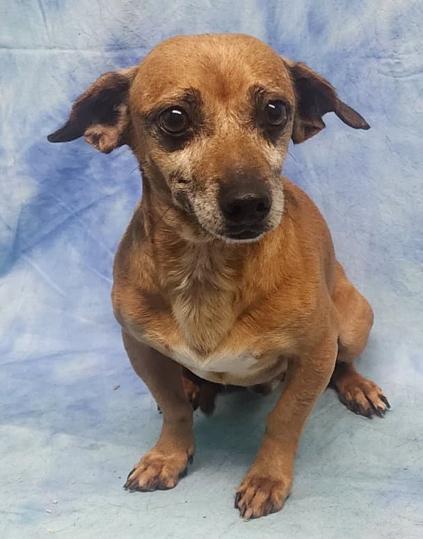 Buster - Dachshund