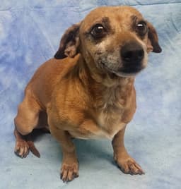 Buster image 2