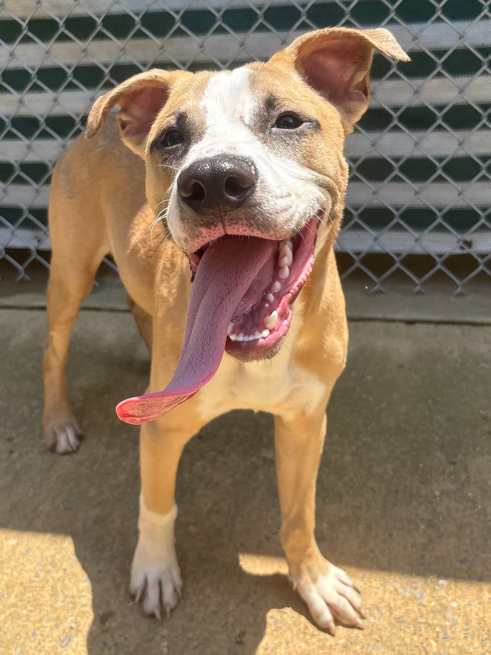 Dobby - American Pit Bull Terrier