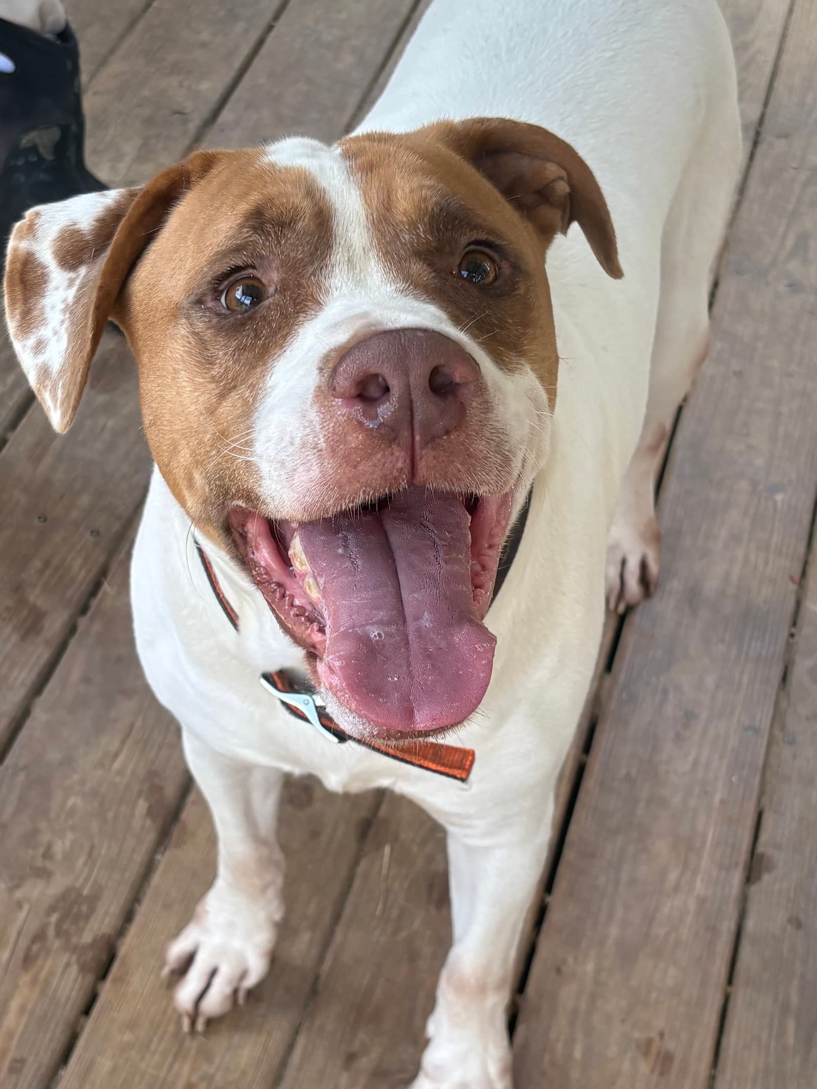 Webby - Bulldog
