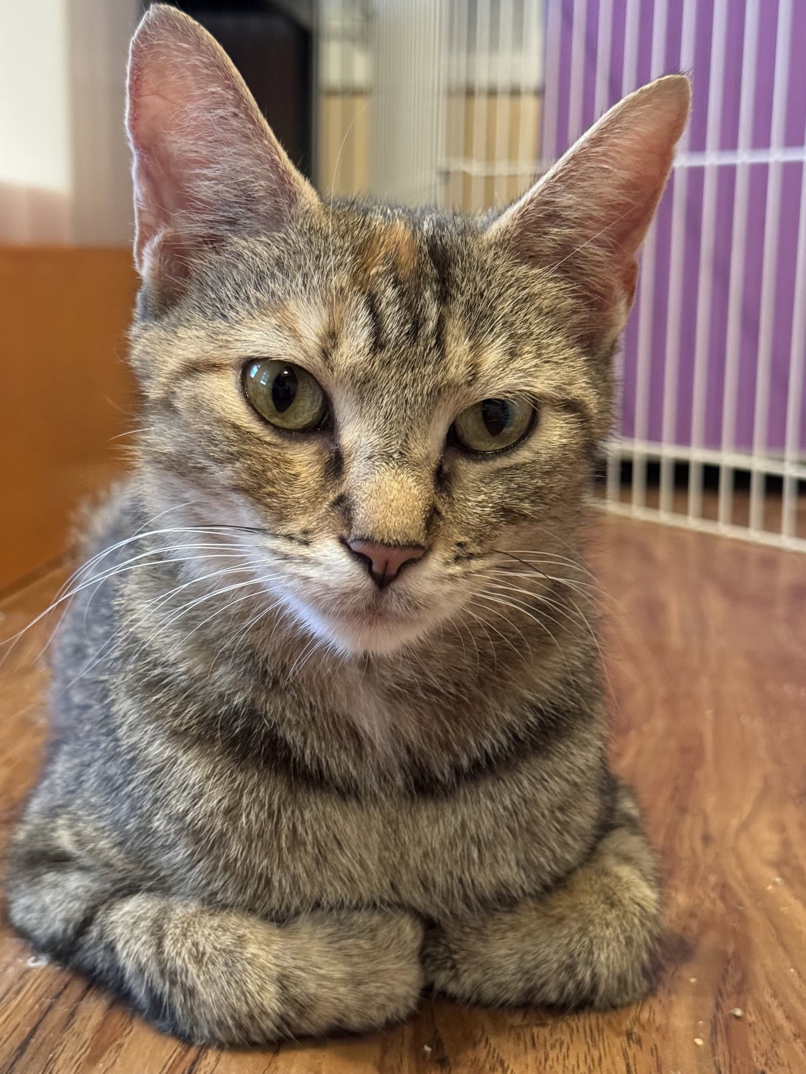 Kulia - Domestic Short Hair