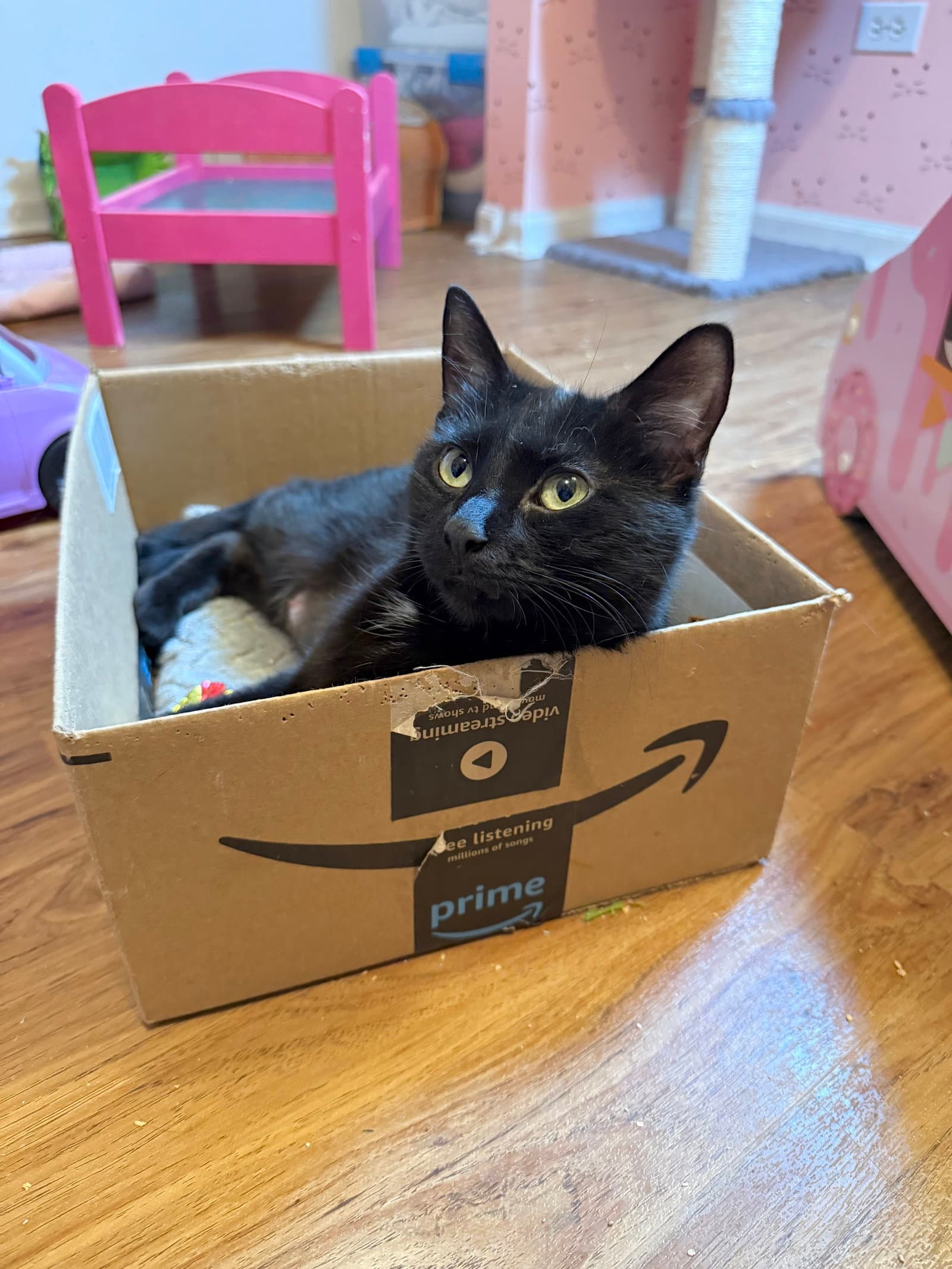 Kealohi - Domestic Short Hair