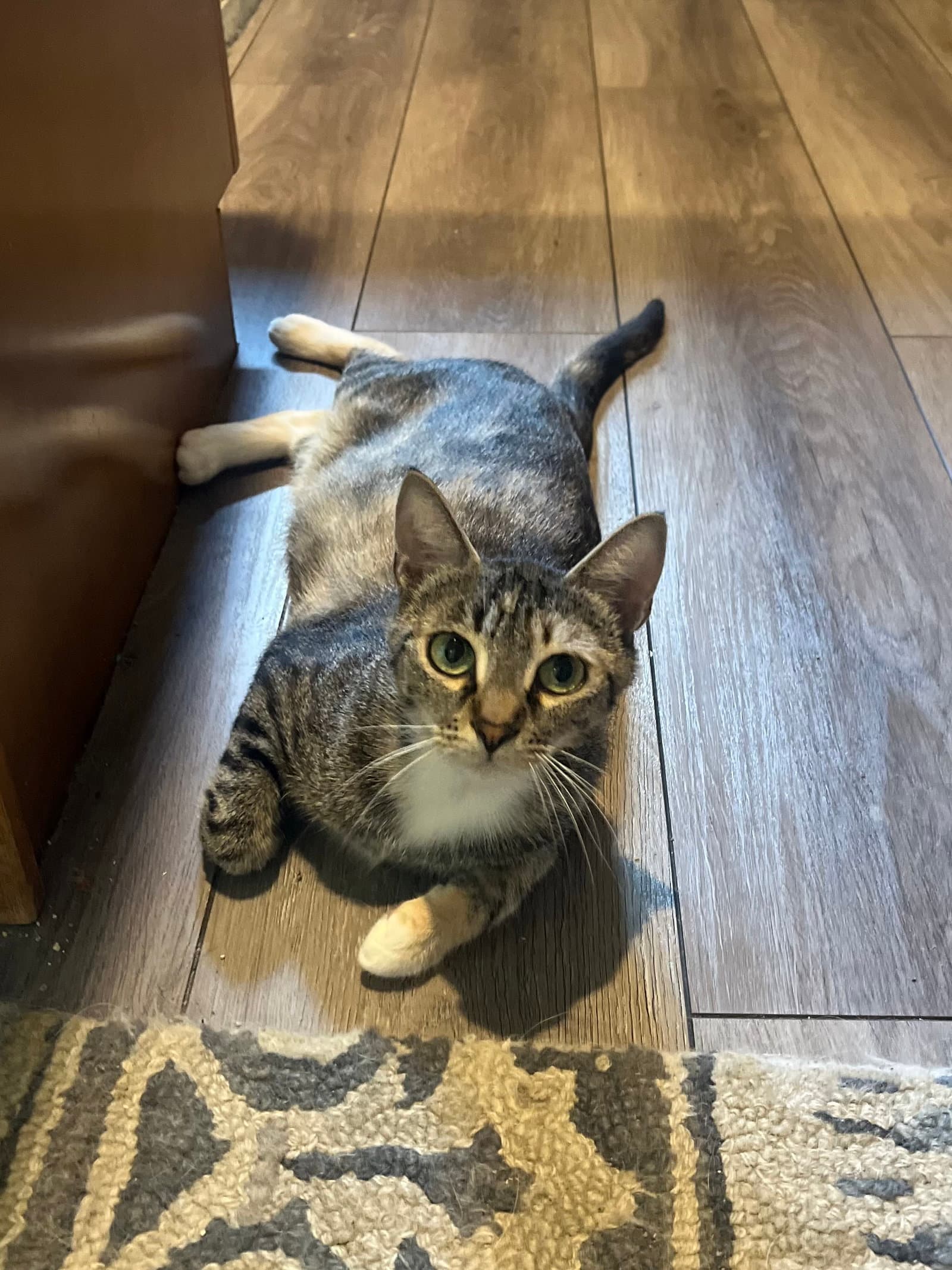 Charlotte - Domestic Short Hair