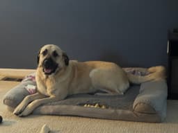 Chloe image 3