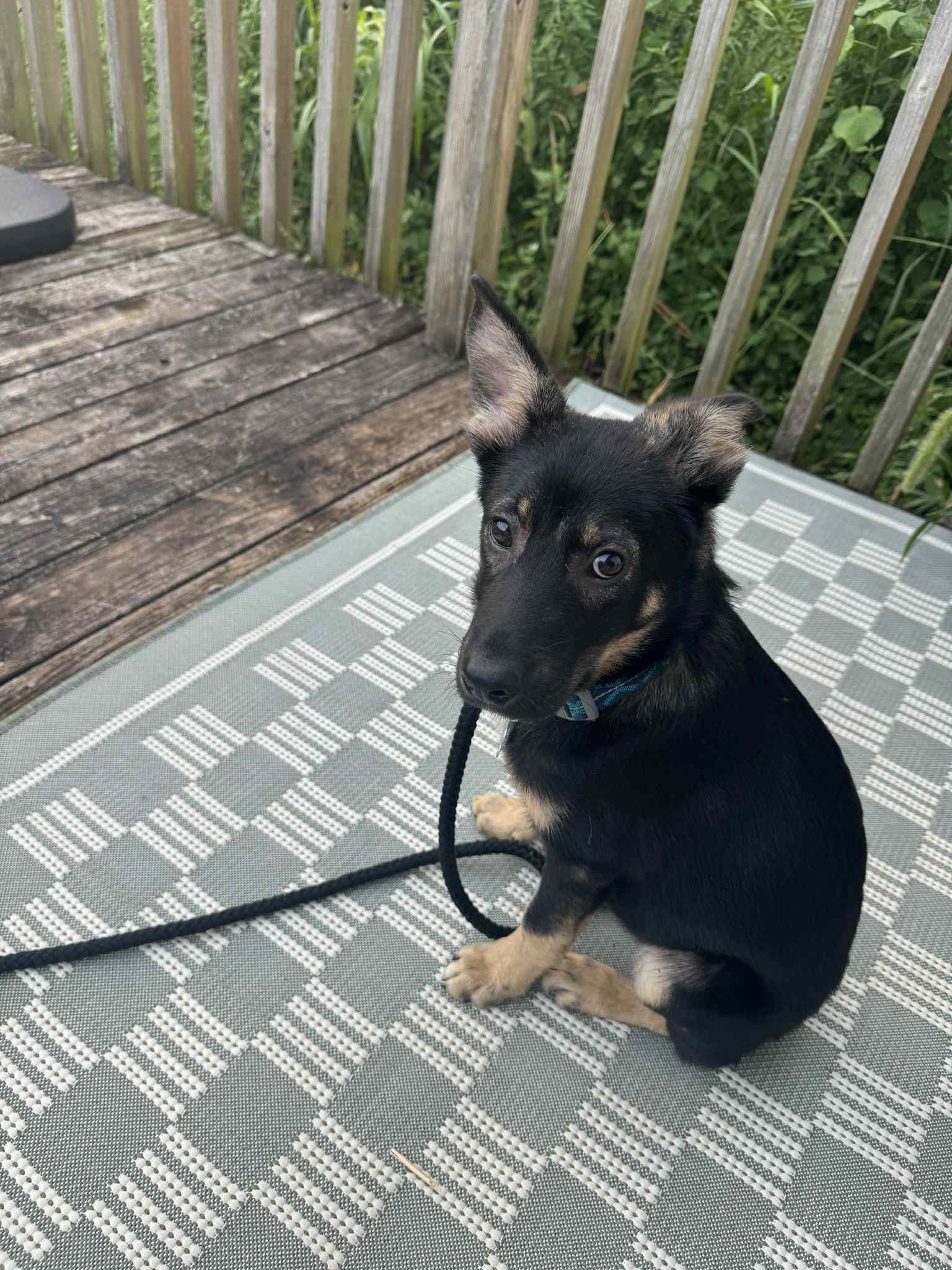Sage - German Shepherd Dog
