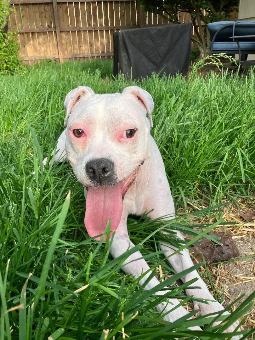 Happy - Pit Bull Terrier