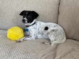 Stella image 3