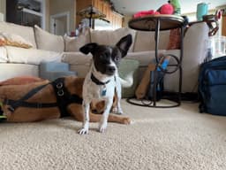 Stella image 4