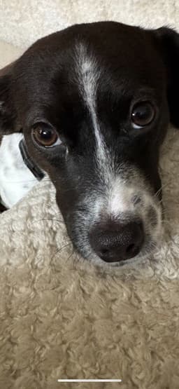 Stella image 2
